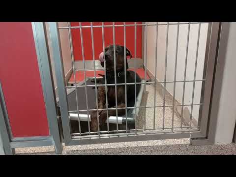 Prince 2y A828871 kennel 164 PACC shelter 433