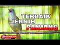 1 KAPAS TEMBAK GACOR JERNIH PANJANG MANTAP UNTUK MASTERAN SEGALA JENIS BURUNG JERNIH CEPAT MASUK