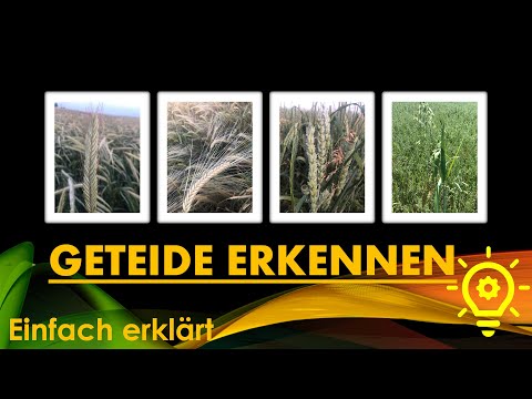 WAS ist WAS?!? GETREIDE einfach erkennen 🌾