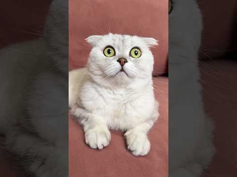 🥲 #cat #cats #funny #funnycats #memes