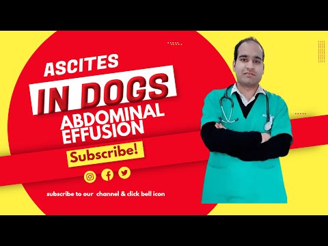 Ascites in Dogs I abdominal effusion in Dogs