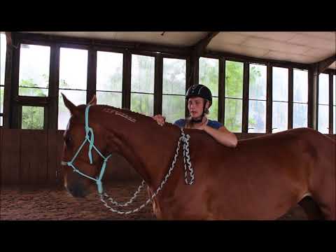 MUSTANG MAKEOVER 2018 Team Maya (TAG 3881) - Update 5