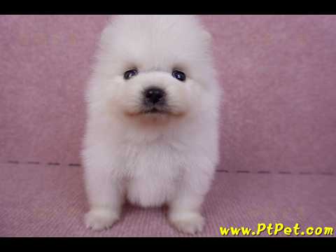 10/11松鼠白博美公幼犬3號