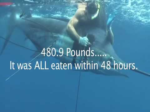 Marlin přes 200 kg ulovený harpunou na nádech