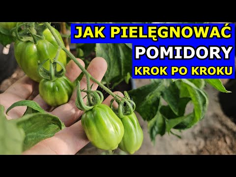 Jak Pielęgnować Pomidory w Czerwcu Krok po Kroku. Potas Wapń Nawóz Usuwanie Liści Pędów Oprysk Grona