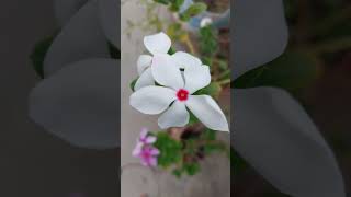 Hindi Old Songs//90&#39;s hits songs status video #nature beauty #flowers #youtubeshorts #viral #shorts