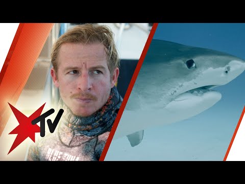 Mit Tigerhaien im Wasser: Lebensraum in Gefahr? | stern TV