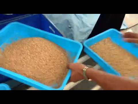 Wheat Color sorting Machine