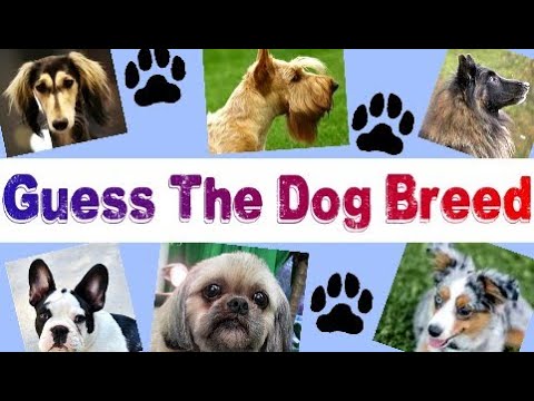 Guess these DOG BREEDS - Animal QUIZ - Can You Name These 20 Dog Breeds? Pets game - Blind TEST #1