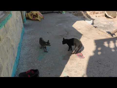 Black cat vs cat fight