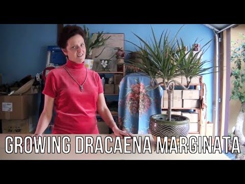 , title : 'Growing Dracaena Marginata'