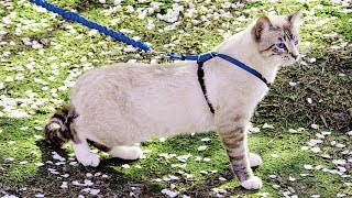 PetSafe Cat Leash | Come With Me Kitty™ Harness & Leash
