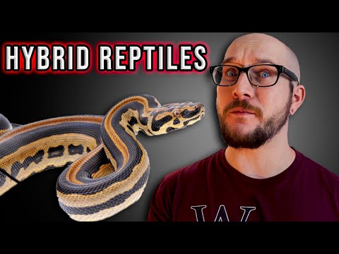 Top 5 der verrücktesten Hybrid-Reptilien