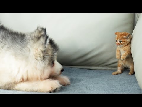 How a Tiny Kitten Goes From Fearing to Loving a Alaskan Malamute Puppy