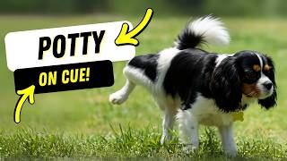 How to Train Your Dog to Poop and Pee Outside on Command 💩
