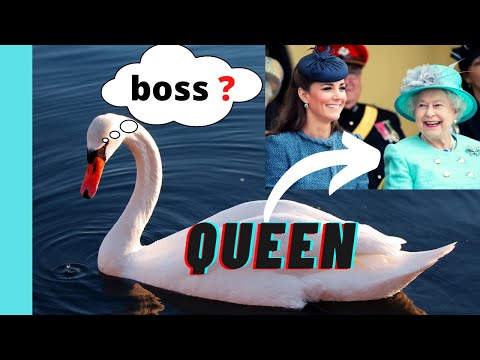 Did you know? - the Queen Elizabeth II owns all the Swans 🦢 in England