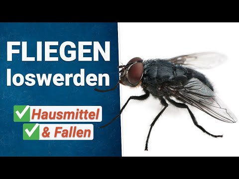 Wie wird man Fliegen im Haus los? ❌ 🪰