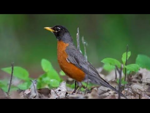 American Robin sounds | American Robin singing | Robin calls | Robin sounds