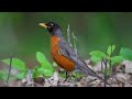 American Robin sounds | American Robin singing | Robin calls | Robin sounds