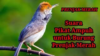 Download lagu suara pikat ampuh untuk prenjak merah susah turun mp3