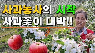 사과꽃 필때 이렇게 해줘야 주렁주렁