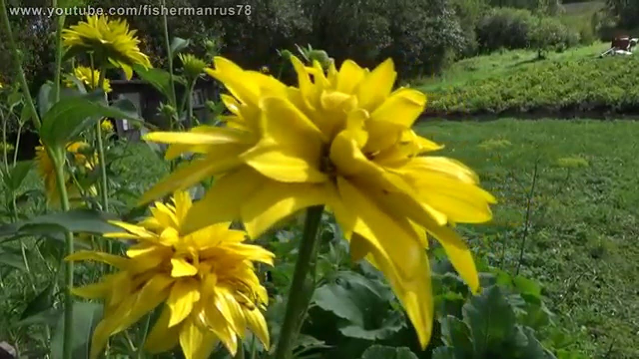 Видеокамера Sony HDR-CX620B