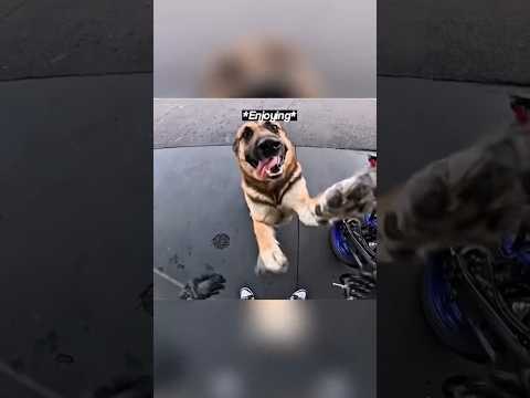 Cute Dog Suprises Biker 🐶🏍