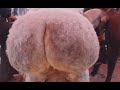 Sheep S Butt Is So Sexy And Bouncy 卡戴珊 羊 性感可爱的羊臀Funny Sheep Funny Cute Animal 