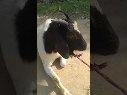 cute got baby #youtubeshorts #got #shots