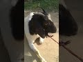 Cute Got Baby Youtubeshorts Got Shots