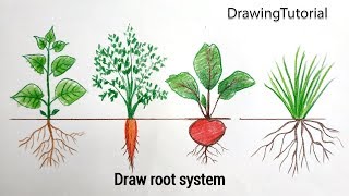 How to Draw root system tap root/fibrous root Step by Step (Very Easy)