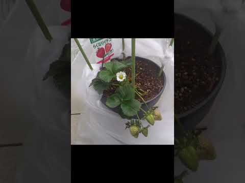 垂直ガーデンバルコニーの鉢でイチゴを育てる方法