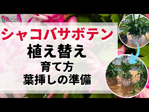 クリスマスサボテンを復活させる方法は？保存するために考慮すべき 8 つの要素  庭園