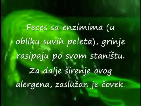 GRINJE    treći deo