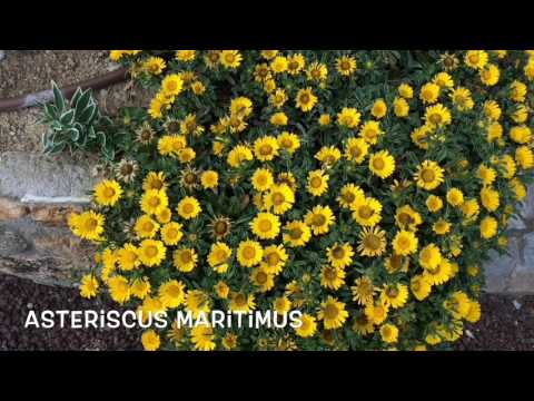 Asteriscus maritimus. Garden Center online Costa Brava - Girona.