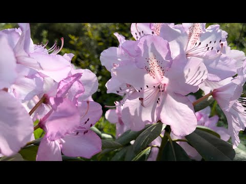 4K HDR Rhododendron and Shadows for Relaxation and Focus with Ambient Bird Song