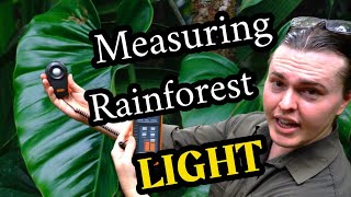 How Much Light Do Anthuriums & Philodendrons ACTUALLY Get In Nature