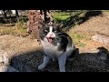The Very Hungry Tuxedo Cat Started Meowing Louder When She Saw The Food