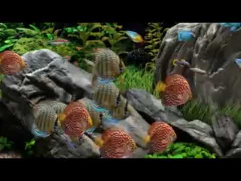 Coral Reef Aquarium Fish Tank with Water Sound - study Tropical Fish, Screensaver114#tradingstrategy