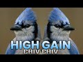 Chiv Chiv Horn mix High Gain competition  💥💨