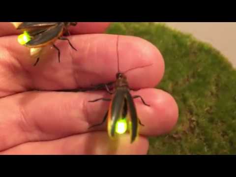 Firefly Lighting Bug props