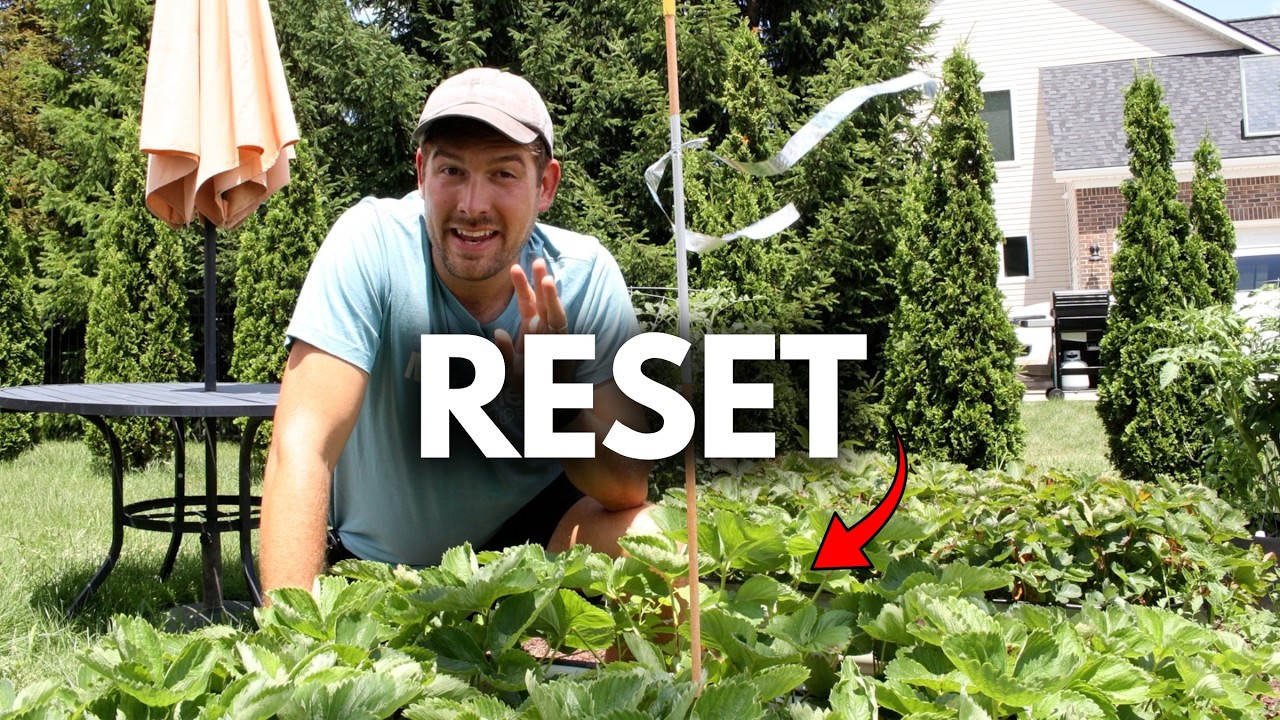 You're Changing Out Your Strawberry Beds WRONG