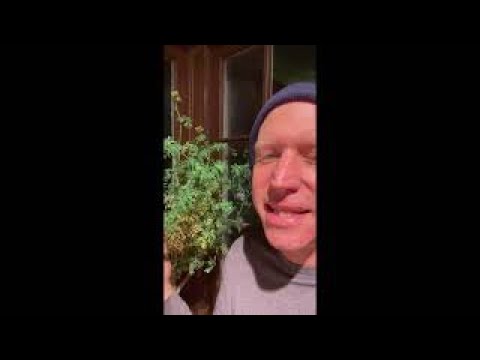 A Plant To Change Your Life Rue, Ruda, Ruta, Rejuvenation, Luck, And Wealth Ancient Plants #shorts