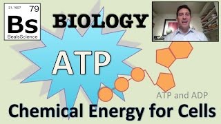 Photosynthesis: ATP and ADP Cycle