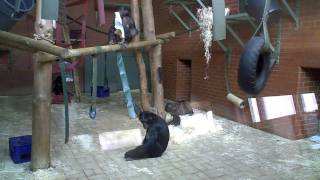 Download lagu Twycross Zoo Visit March 2011 mp3 Download lagu Twycross Zoo Visit March 2011 mp3