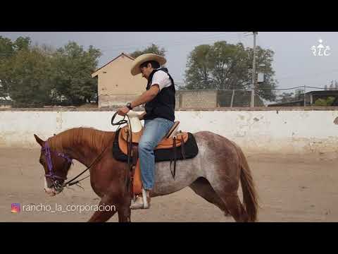 EL CAMINO AL FUTURITY VIP - Capítulo 11 (Parte 9)