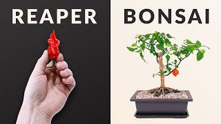 I made a Carolina Reaper Bonsai │ 3 Year Time-lapse