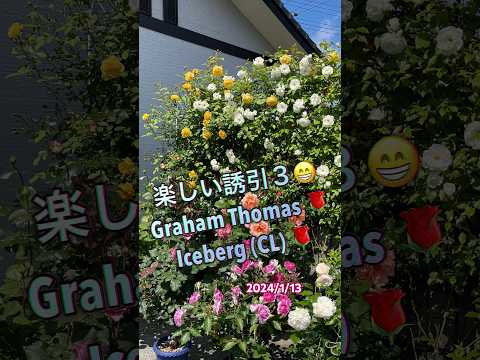 つるバラ「マニタ」 植物