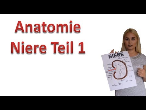 Anatomie der Niere Teil 1/3 makroskopisch I Medlifecrisis