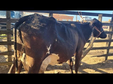 FEIRA DO GADO DE MANARI PE 11/12/2025